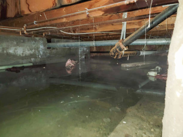 Best Mold removal after water damage  in Cocoa West, FL